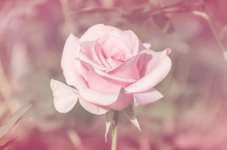 rose flower in vintage style with soft focus for a romantic valentineの写真素材