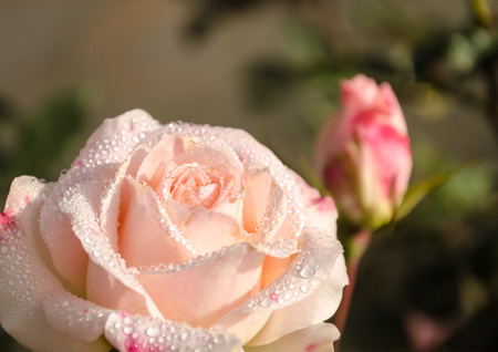 rose flower and water drop in gardenの写真素材