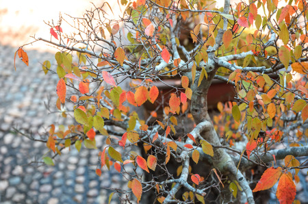 Bonsai tree in garden at doi Ang Khang,Thailandの写真素材