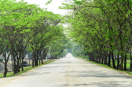 Tunnel green trees on either side of the roadの写真素材