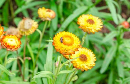 Helichrysum or Strawflower in outdoor garden,Helichrysum bracteatumの写真素材