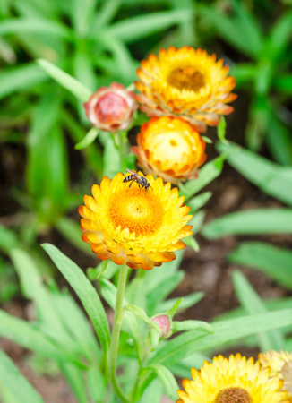 Helichrysum or Strawflower in outdoor garden,Helichrysum bracteatumの写真素材