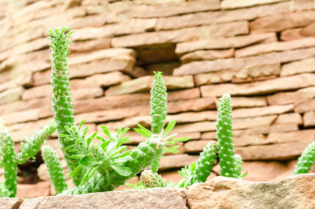 Succulent plantsの写真素材