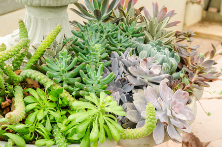 collection of succulent plants in vintage flower potsの写真素材