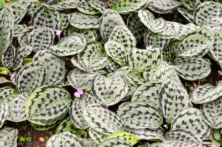 Variegated plant leavesの写真素材