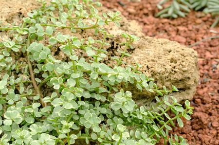 Succulent plants in gardenの写真素材