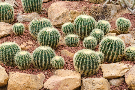 Golden Barrel Cactus plantの写真素材