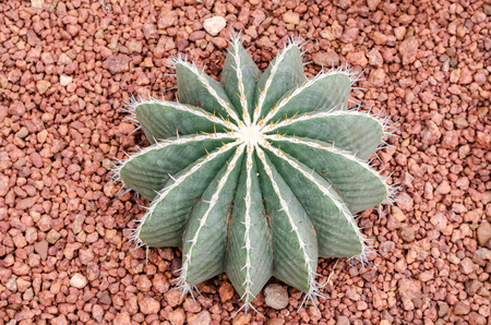 Ferocactus schwarzii Lindsay,cactusの写真素材