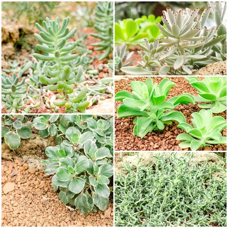 collection set of succulent plantの写真素材
