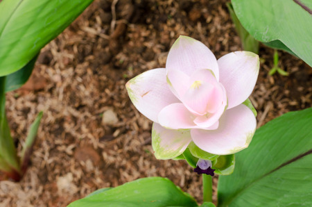 Siam Tulipの写真素材