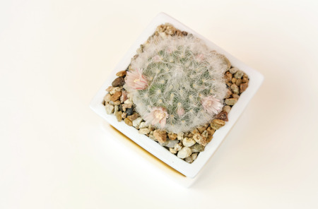 cactus in potの写真素材