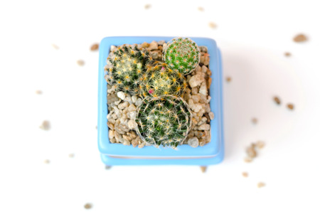 cactus plant in cute clay pot on white backgroundの写真素材