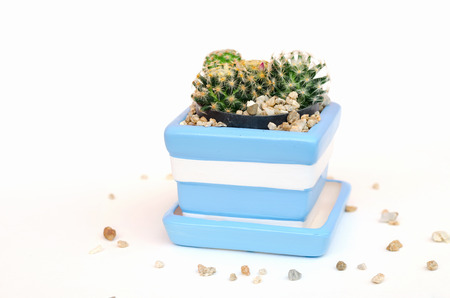 cactus plant in cute clay pot on white backgroundの写真素材