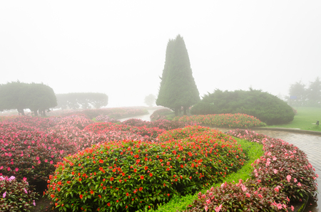 colorful flower in beautiful garden with rain fogの写真素材