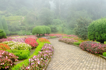 colorful flower in beautiful garden with rain fogの写真素材