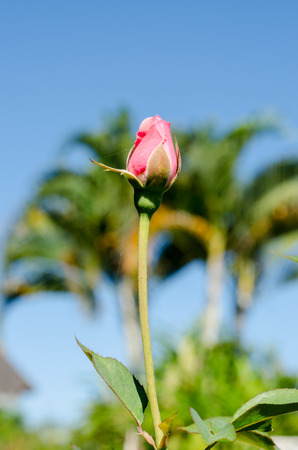 pink rose with blue sky in sunny dayの写真素材