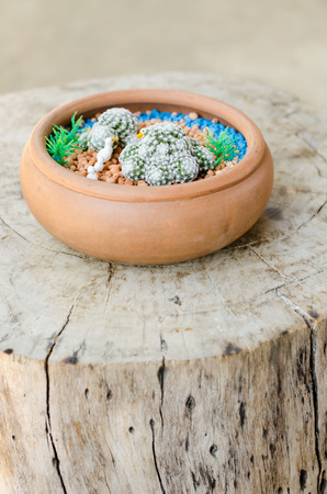 mammillaria humboldtii in clay potsの写真素材