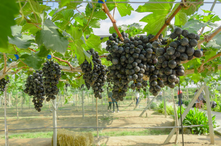 Ripening red grapes in countryside vineyard for red wineの写真素材