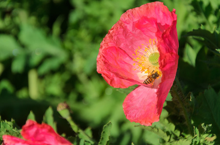 close up poppy flower in fieldの写真素材