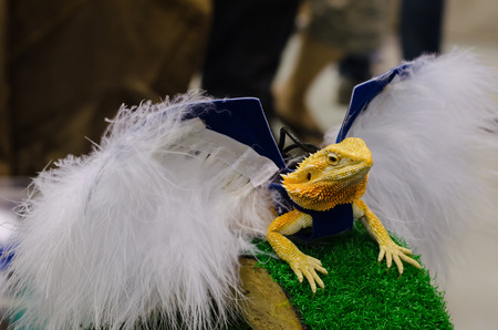 dressed up bearded dragon in pet variety thailand open showの写真素材