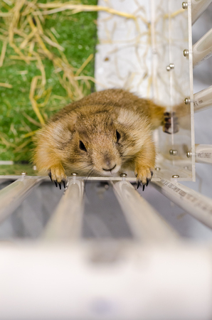 Top view of prairie dog in white cage