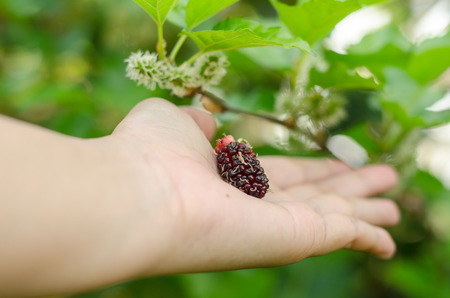 Closeup of mulberry fruit on person handの写真素材