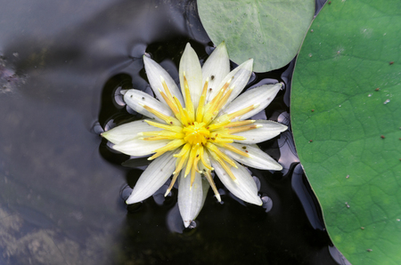 Beauty of Water Lily in the pondの写真素材