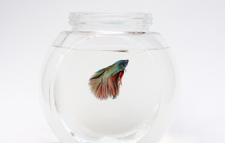 Siamese fighting fish on white background,Beautiful fish isolated