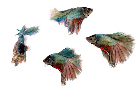 Siamese fighting fish on white background,Beautiful fish isolated