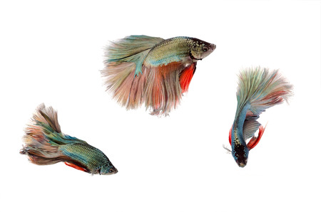Siamese fighting fish on white background,Beautiful fish isolatedの写真素材