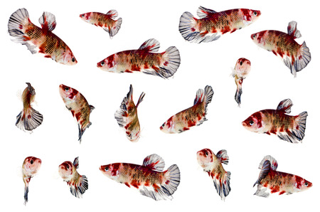 Halfmoon Betta Fish,Siamese fighting fish,Plakad fancyの写真素材