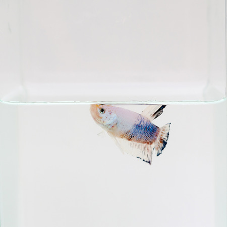 Halfmoon Betta Fish,Siamese fighting fish,Plakad fancyの写真素材