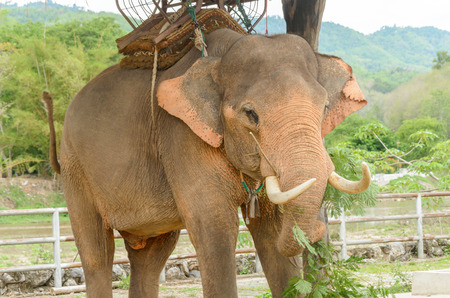Elephant with howdah at elephants camp Ruammit Karen village,Chiang Rai for tourist trekking in...