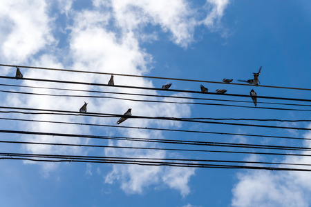 Birds catch on cableの写真素材