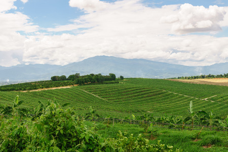 The agricultural area of farm field on hill in Thailandの写真素材