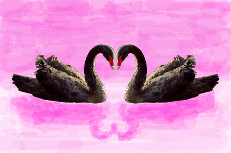 digital painting of Black swan swimmingの写真素材