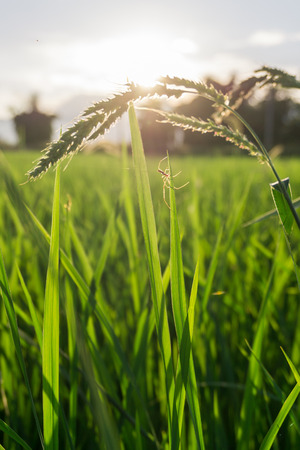 Spider on the grass with bright sunset on green grass field backgroundの写真素材