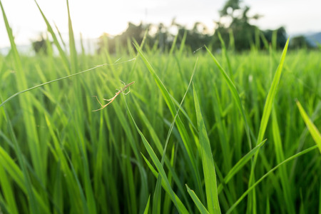 bright sunset on green grass field backgroundの写真素材