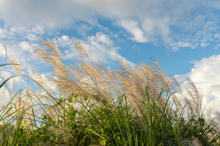 nature meadow flower grass with sunbeams and blue sky