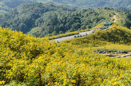 Mexican sunflower or Tung Bua Tong in Thai language at Mae Hong Son Thailand,yellow flower on hill