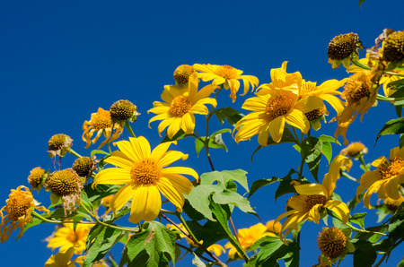 Mexican sunflower or Tung Bua Tong in Thai language at Mae Hong Son Thailand,close up beautiful yellow flower on hill with blue skyの写真素材