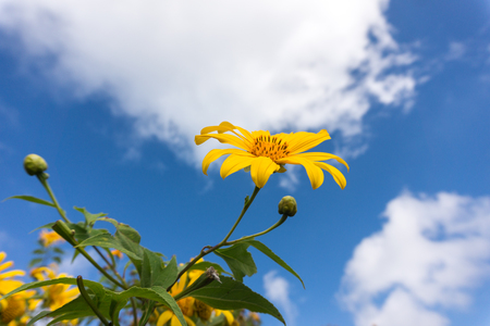 Mexican sunflower at Mae Hong Son Thailand,Yellow flower on hill with blue skyの写真素材