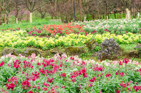 The flower garden designs at Ang Khang Royal Agricultural Station, Chiang Mai Thailandのeditorial素材