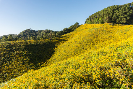 The hill of Mexican sunflower or Tung Bua Tong in Thai language at Mae Hong Son Thailand with blue skyの写真素材