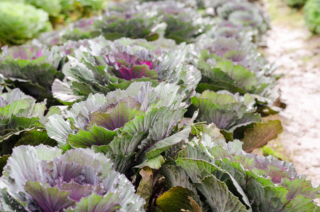 ornamental cabbage plant with dew drops