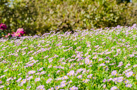 Brachycome flower group and background of green grass, flowering plants in the aster familyの写真素材