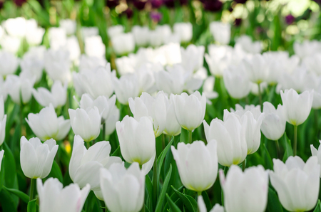beautiful colorful tulips flower field in gardenの写真素材
