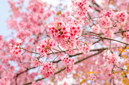 Beautiful pink flower of Sakura or Wild Himalayan Cherry tree in outdoor park with blue skyの写真素材