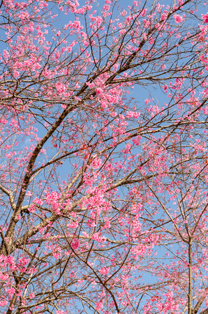 Beautiful pink flower of Sakura or Wild Himalayan Cherry tree in outdoor park with blue sky
