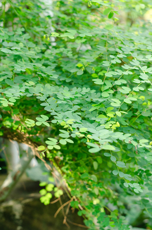 Green leaves on treeの写真素材